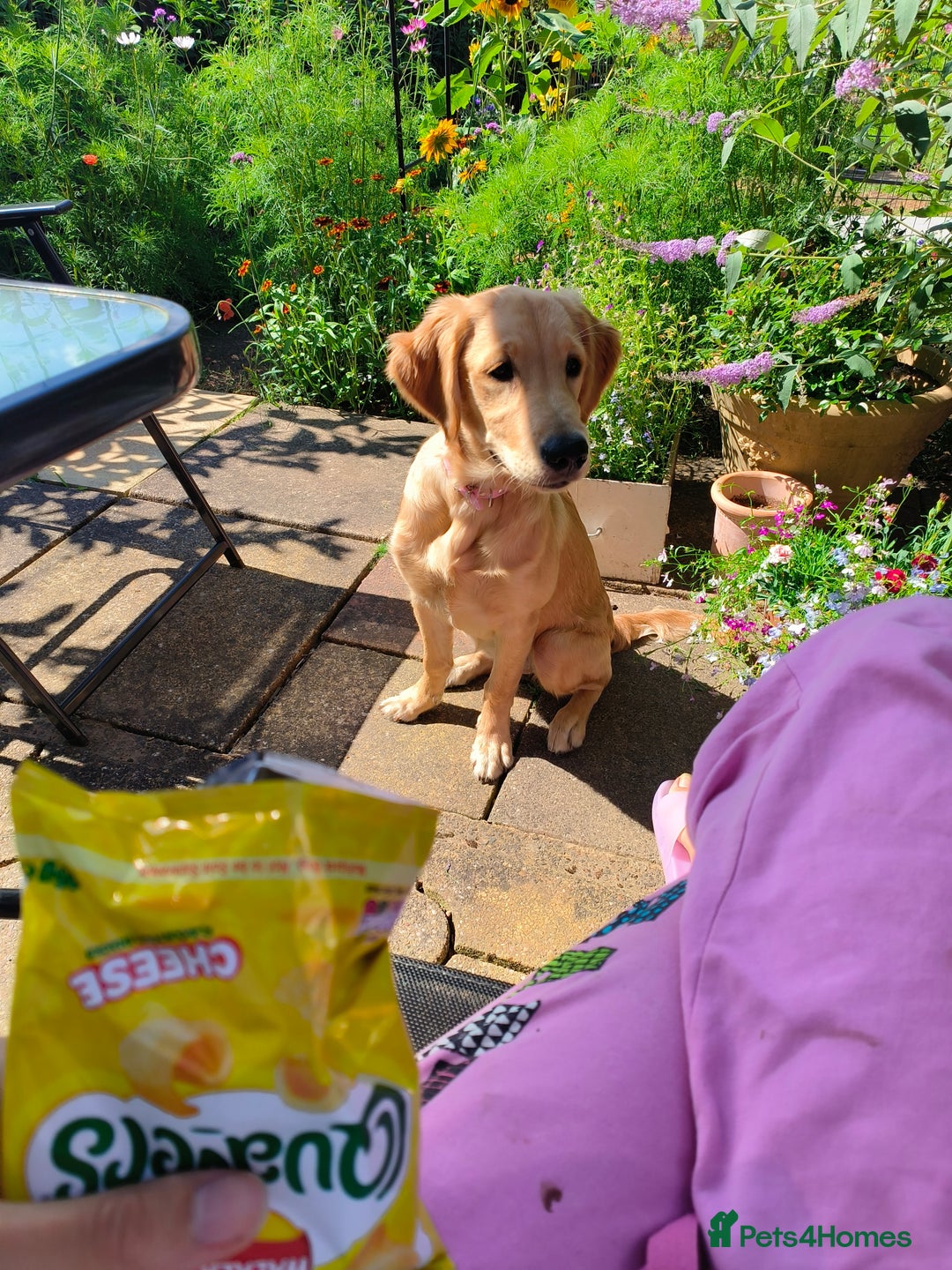 Golden Retriever dogs for sale: 6 month old golden retriever  - Image 13