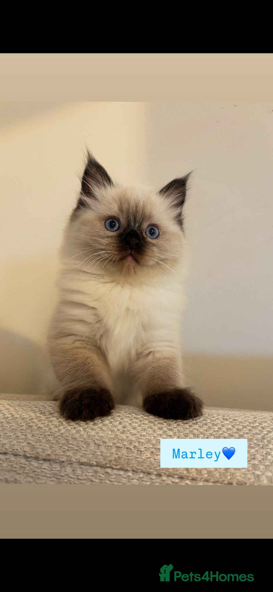 Ragdoll cats Stunning seal point ragdoll kittens  - Advert 2