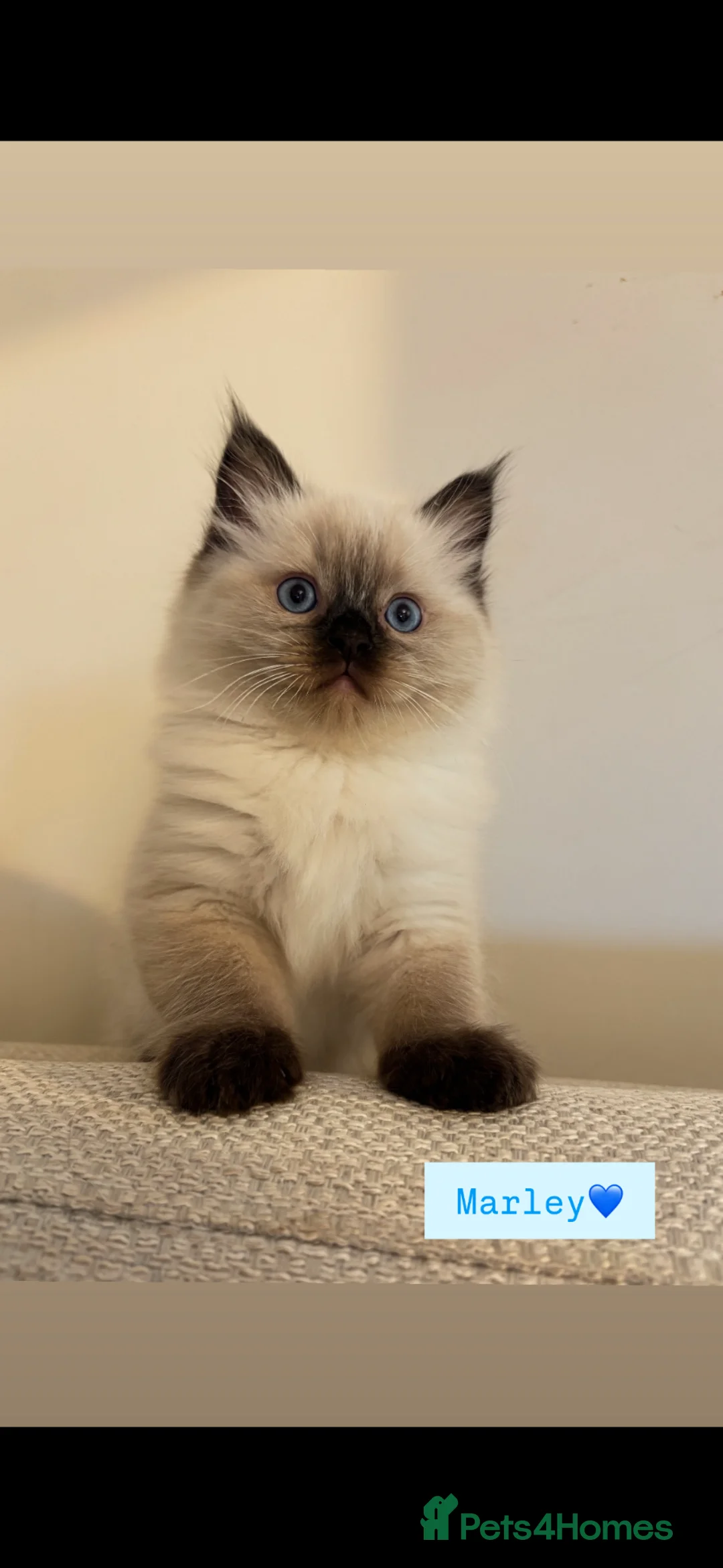 Ragdoll cats for sale: Stunning seal point ragdoll kittens  - Advert 2