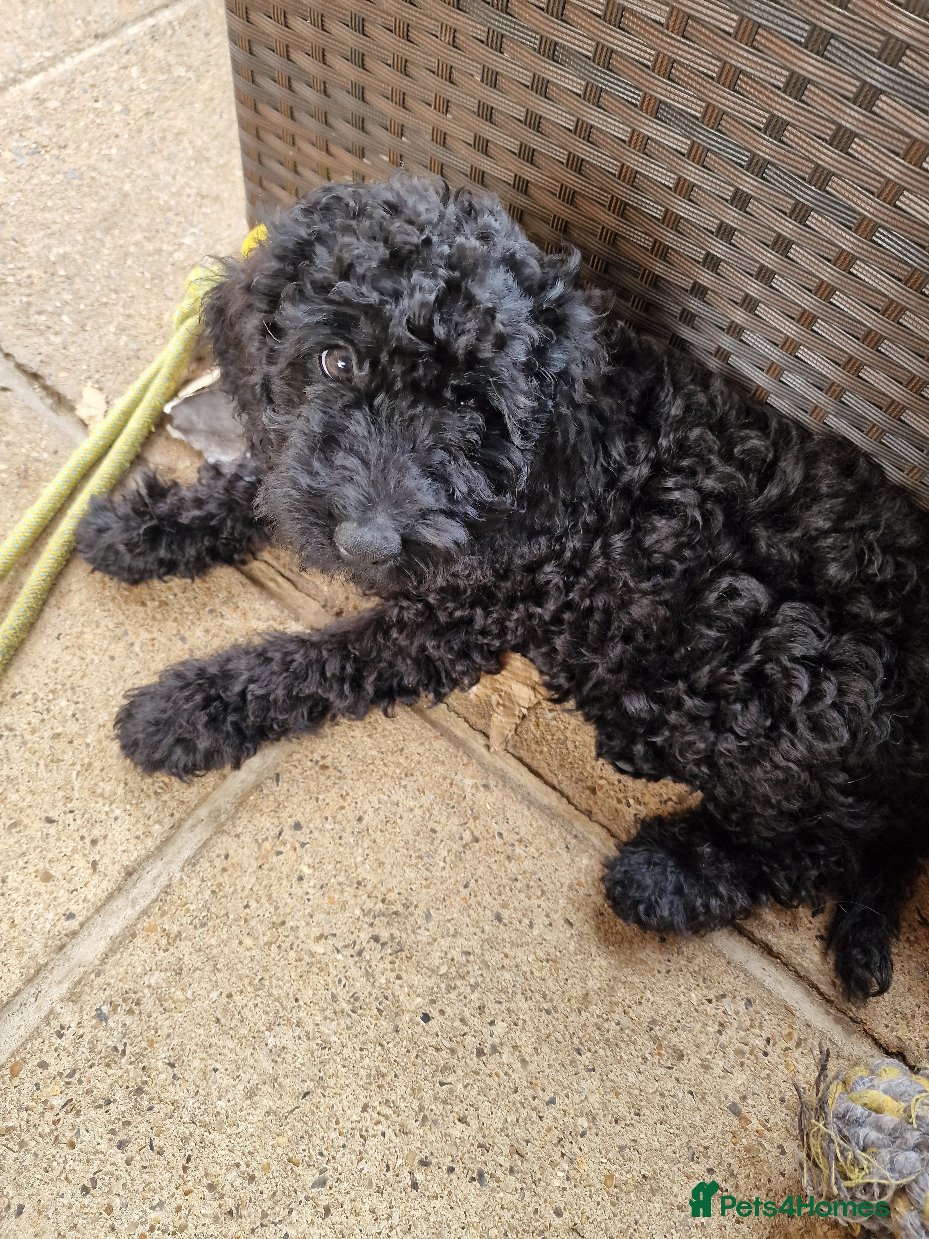 Cockapoo dogs READY NOW Beautiful Show Cockapoo F1b - Advert 2