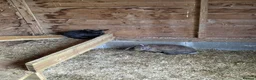 Mixed Breed rabbits for sale: Rabbits - Advert 9