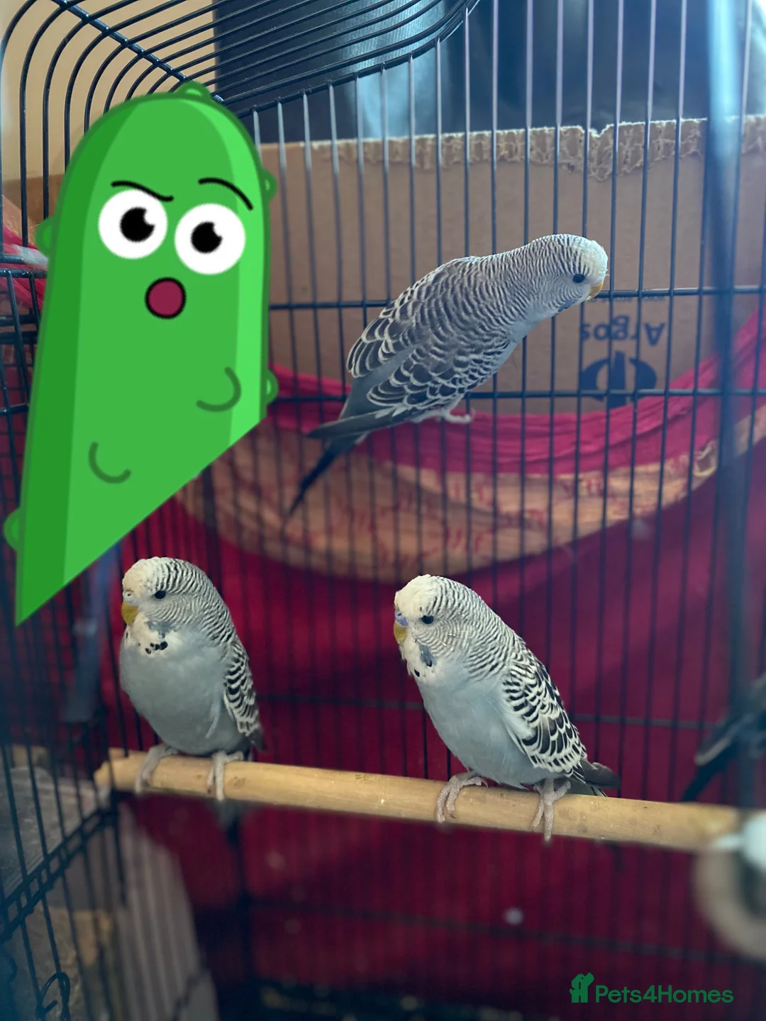 Budgerigars birds for sale: Gray budgies in Southall - Advert 2