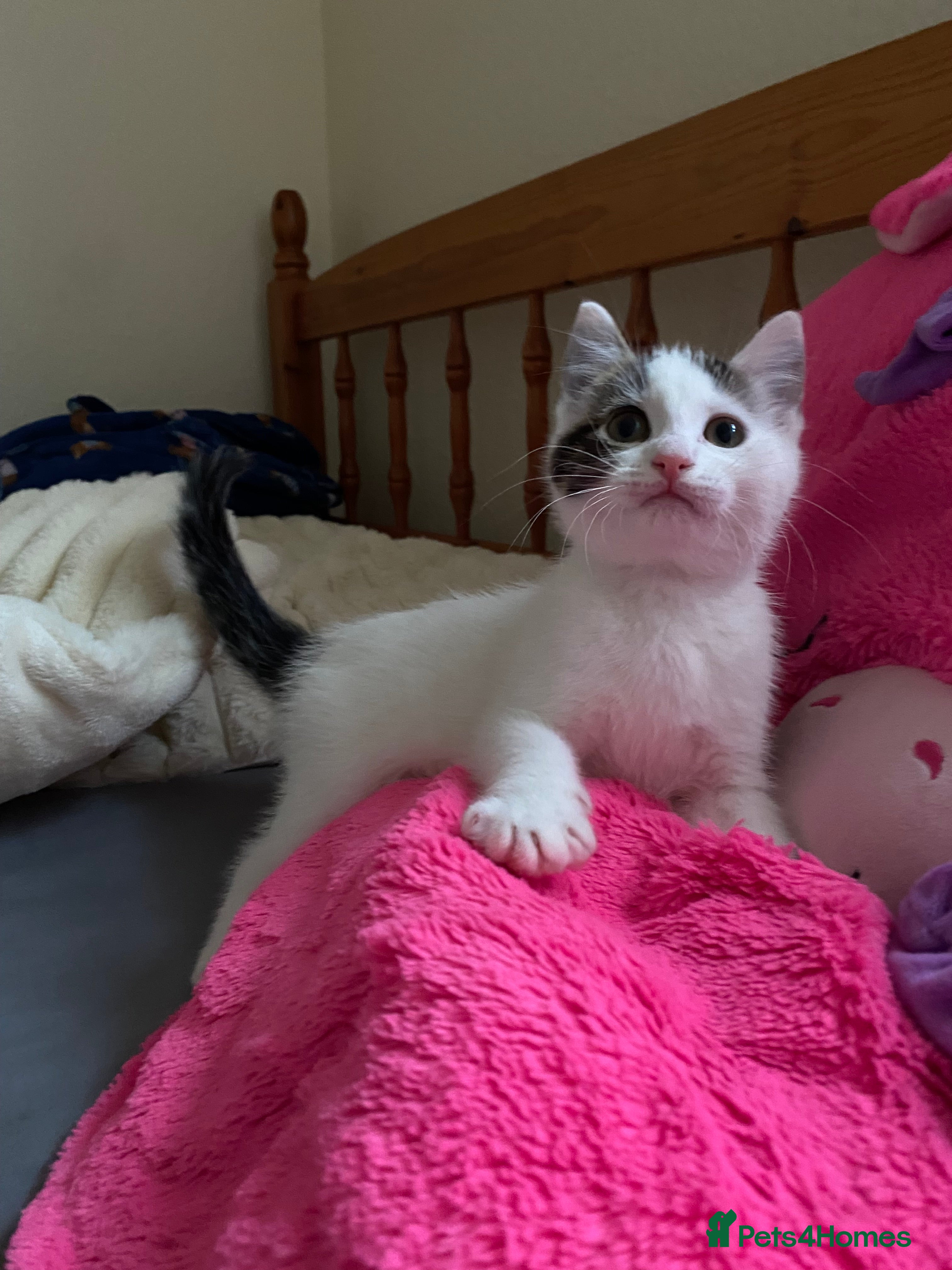 Mixed Breed cats A beautiful white male kitten - Advert 7