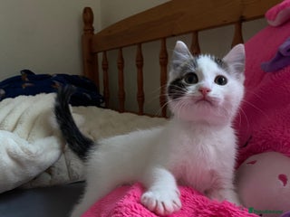 Mixed Breed cats A beautiful white male kitten - Advert 14