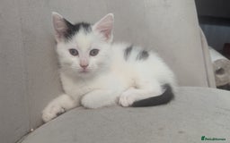 British Shorthair cats for sale: Beautiful playful kittens - Image 1