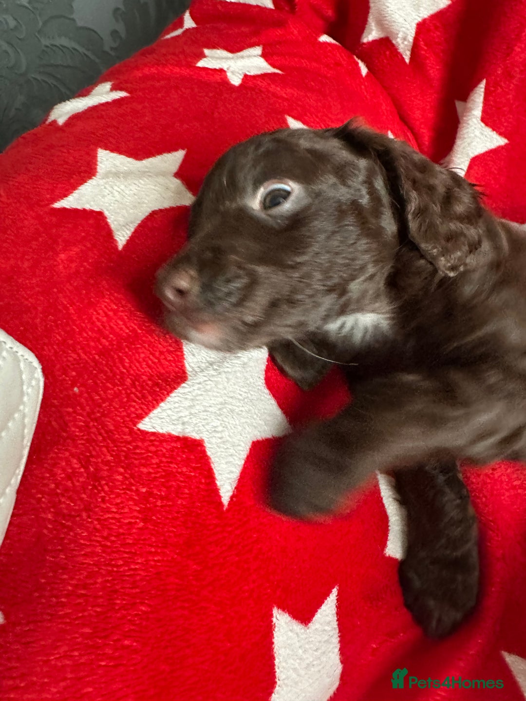 Cockapoo dogs for sale: 7 beautiful cockatoo puppies  - Image 7