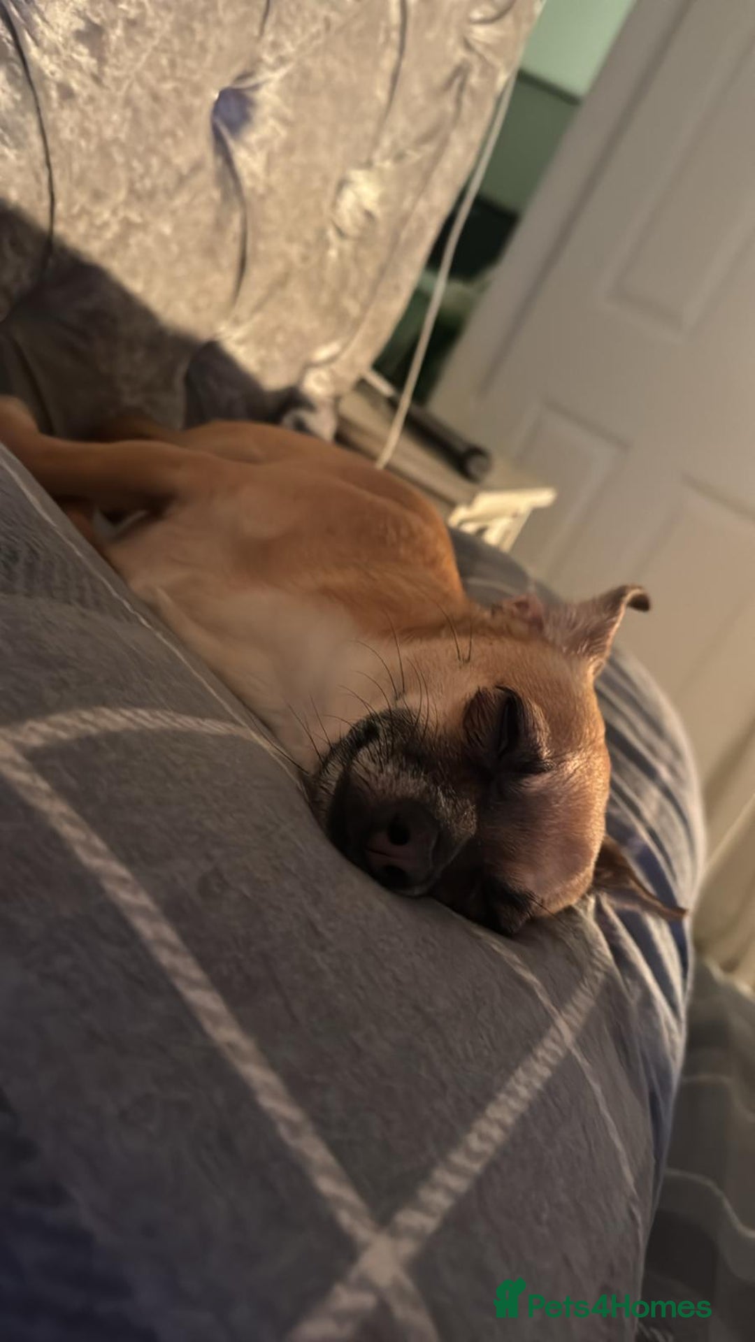Chihuahua dogs for sale: Bagel is looking for her forever home ❤️ in Leicester - Image 8