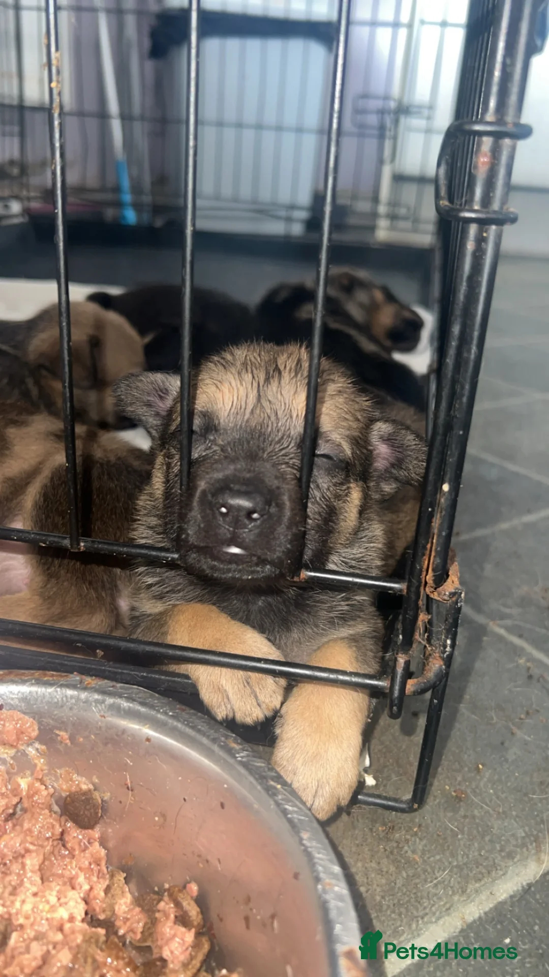 Mixed Breed dogs for sale: ❤️ £600 ONO German bulls/French shepherd ❤️ - Advert 2