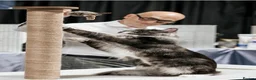Maine Coon cats for sale: TICA Registered Maine Coon Kittens - Advert 2
