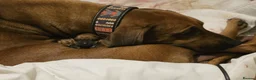 Rhodesian Ridgeback dogs for sale: KC Registered Rhodesian Ridgeback Puppies in Walsall - Advert 9