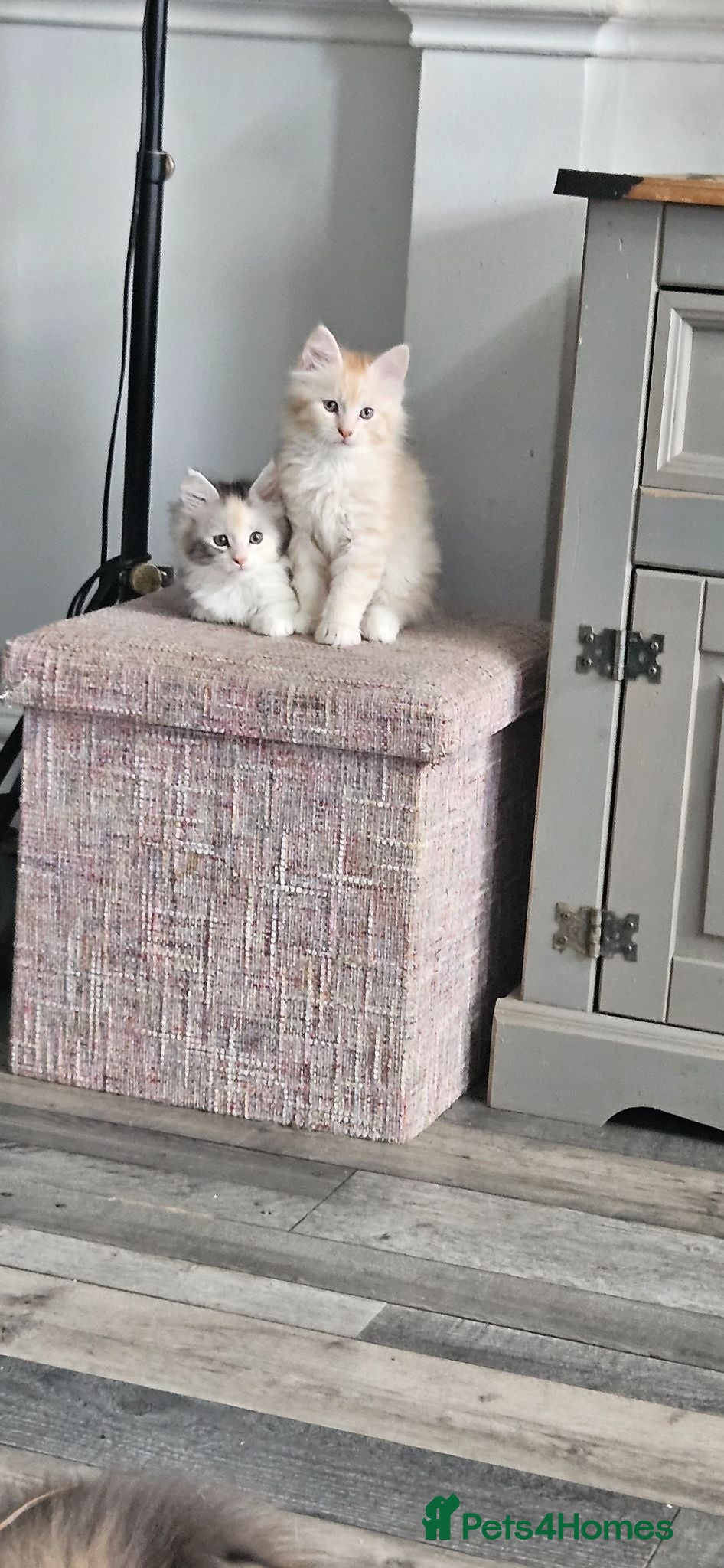 Maine Coon cats Stunning TICA Registered Maine coon Kittens  - Advert 1