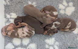 Miniature Dachshund dogs for sale: Beautiful mixture of chocolate and cream mini's - Image 10