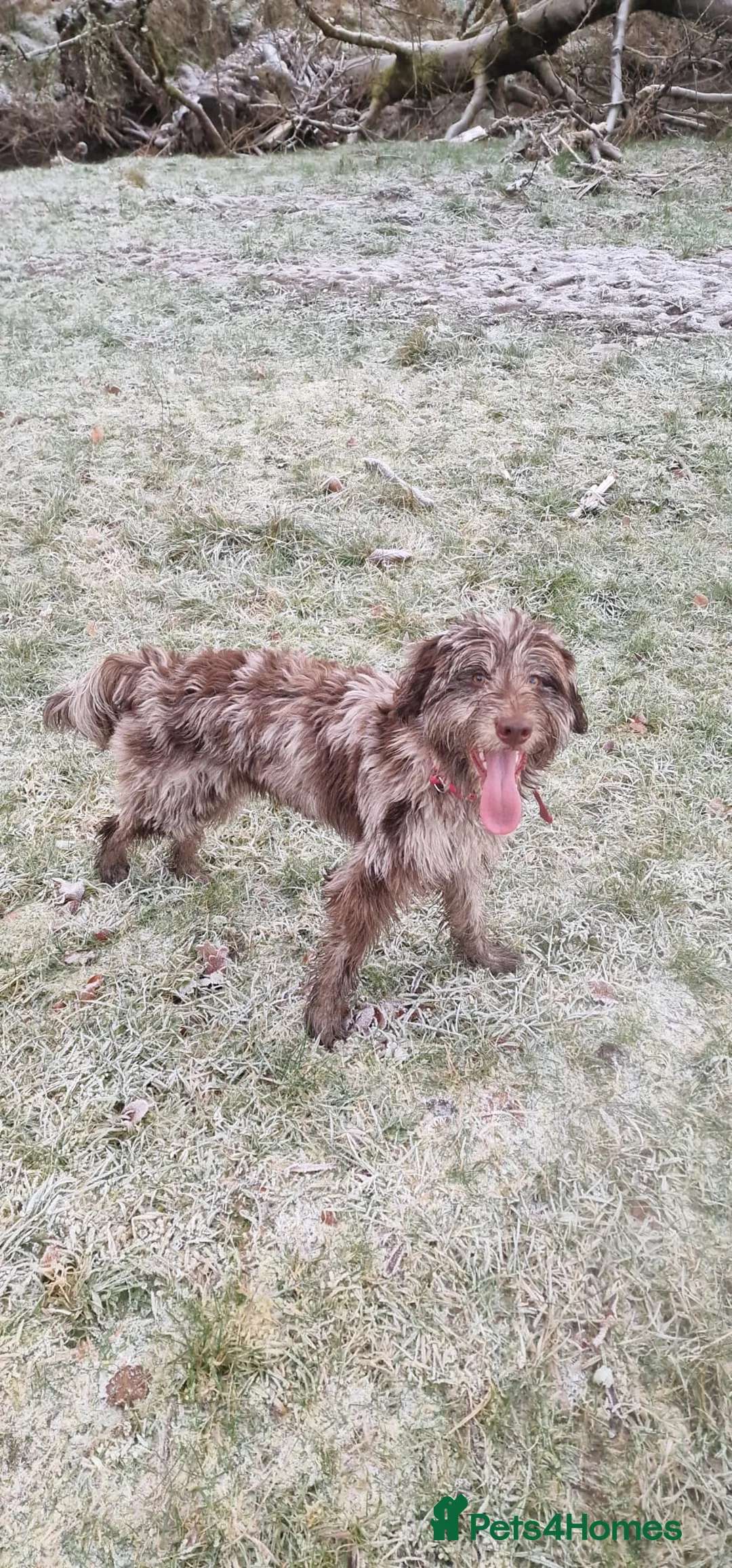 Mixed Breed dogs for sale: ☀️🌙Waiting list open🌙☀️ - Advert 33