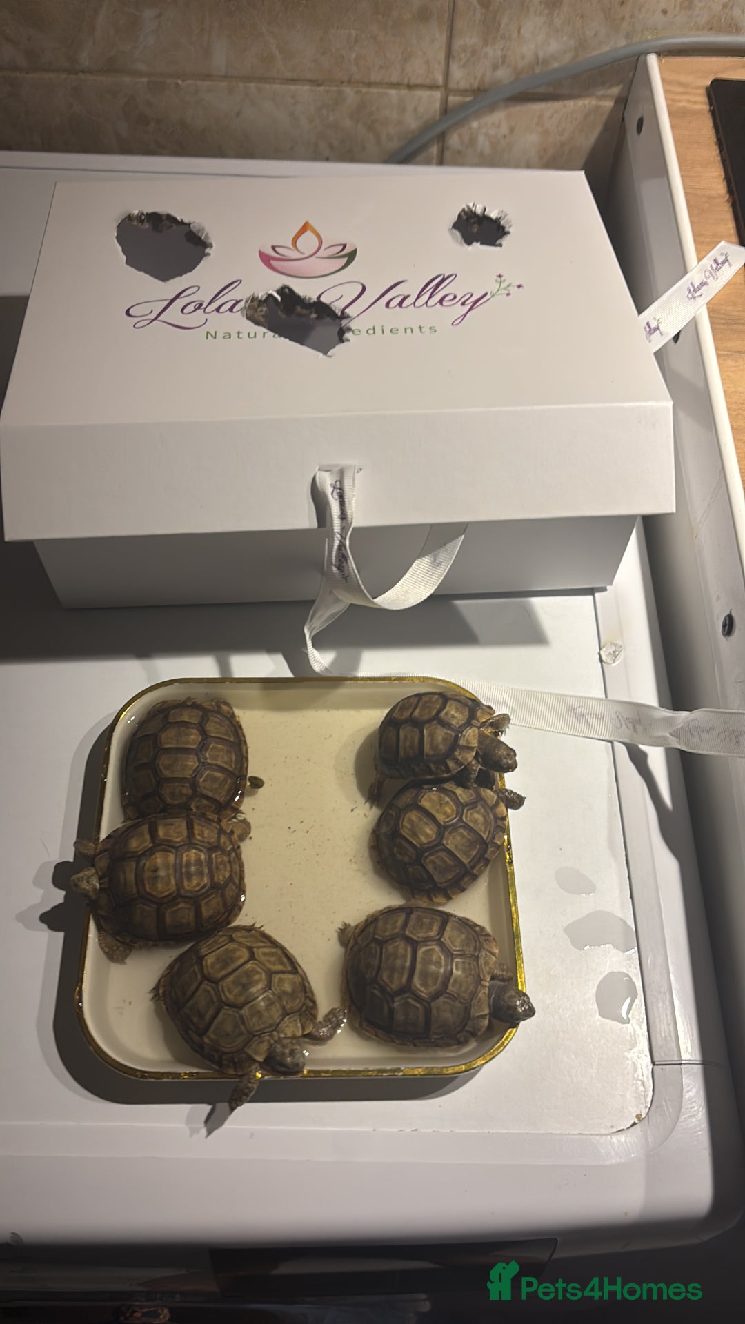 Tortoise reptiles for sale: Tortoises - Advert 8