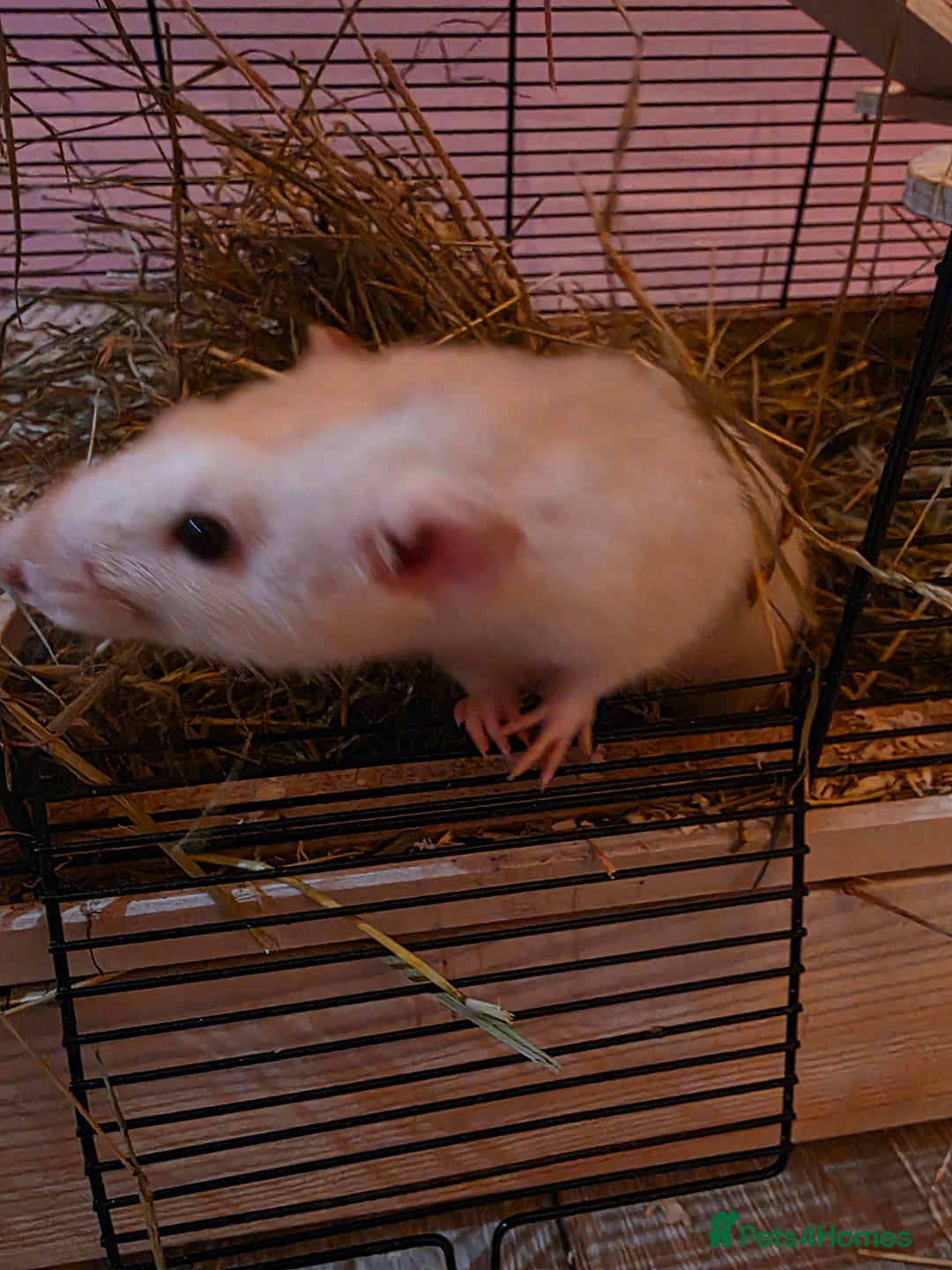 Rat rodents for sale: Baby rats - Advert 9