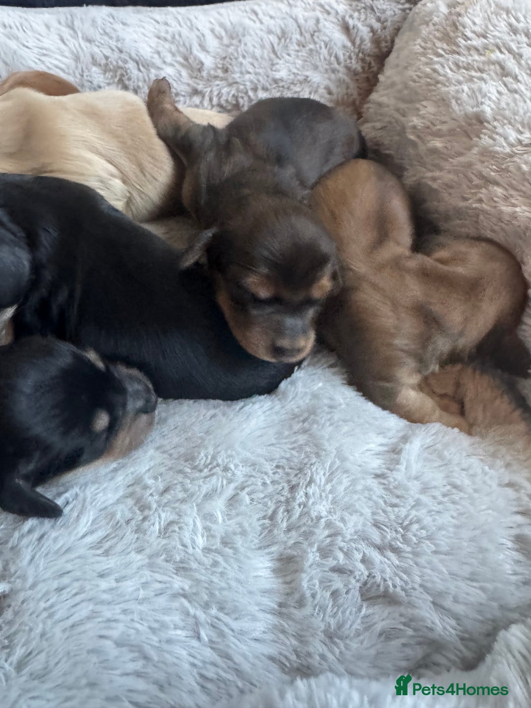 Miniature Dachshund dogs for sale: BEAUTIFUL KC LONG HAIR PUPPYS AVAILABLE TO RESERVE - Advert 9