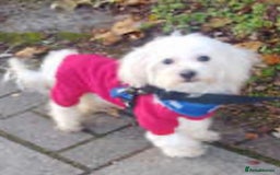 Maltese dogs for sale: Beautiful Jake Maltese boy puppy - Advert 5