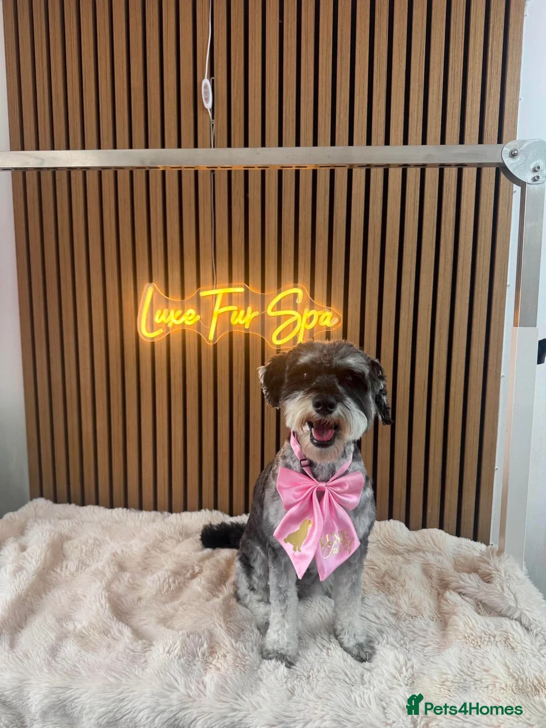 Schnoodle dogs for sale: 1 year old schnoodle girl for rehoming in Barnsley - Advert 2