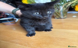 Mixed Breed cats for sale: 4 kittens ready now  - Image 2