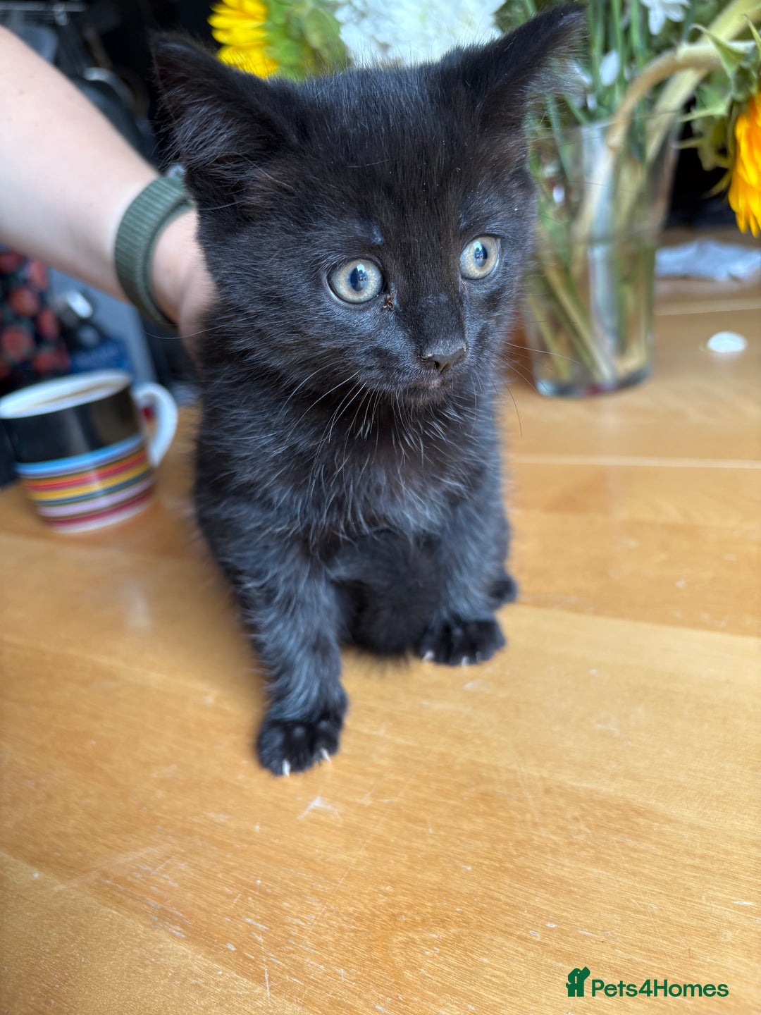 Mixed Breed cats for sale: 4 kittens ready now  - Image 2