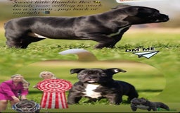 American Bully dogs for sale: 🏆Champion Cole pups 🏆 - Image 3