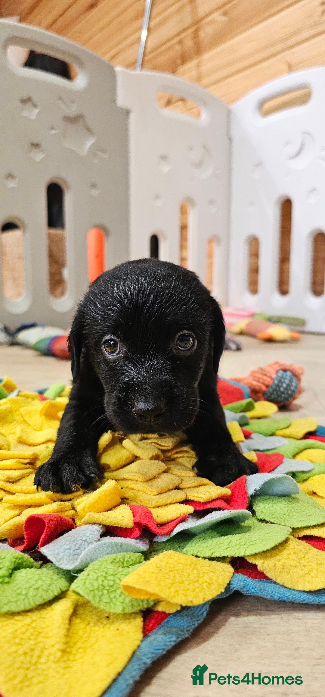 Labrador Retriever dogs for sale: 7 STUNNING BLACK LABRADOR PUPPIES - Image 6