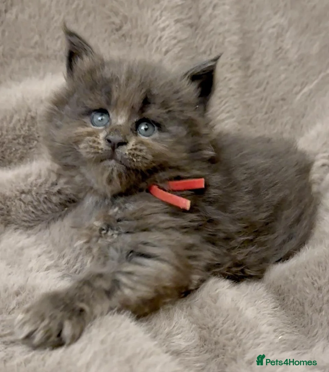 Maine Coon cats for sale: Pedigree GCCF registered Maine Coon kittens  - Advert 9