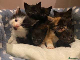 Mixed Breed cats - Advert 2