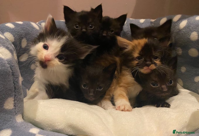 Mixed Breed cats - Advert 13