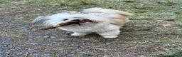Mixed Breed dogs for sale: Name Pia  - Advert 4