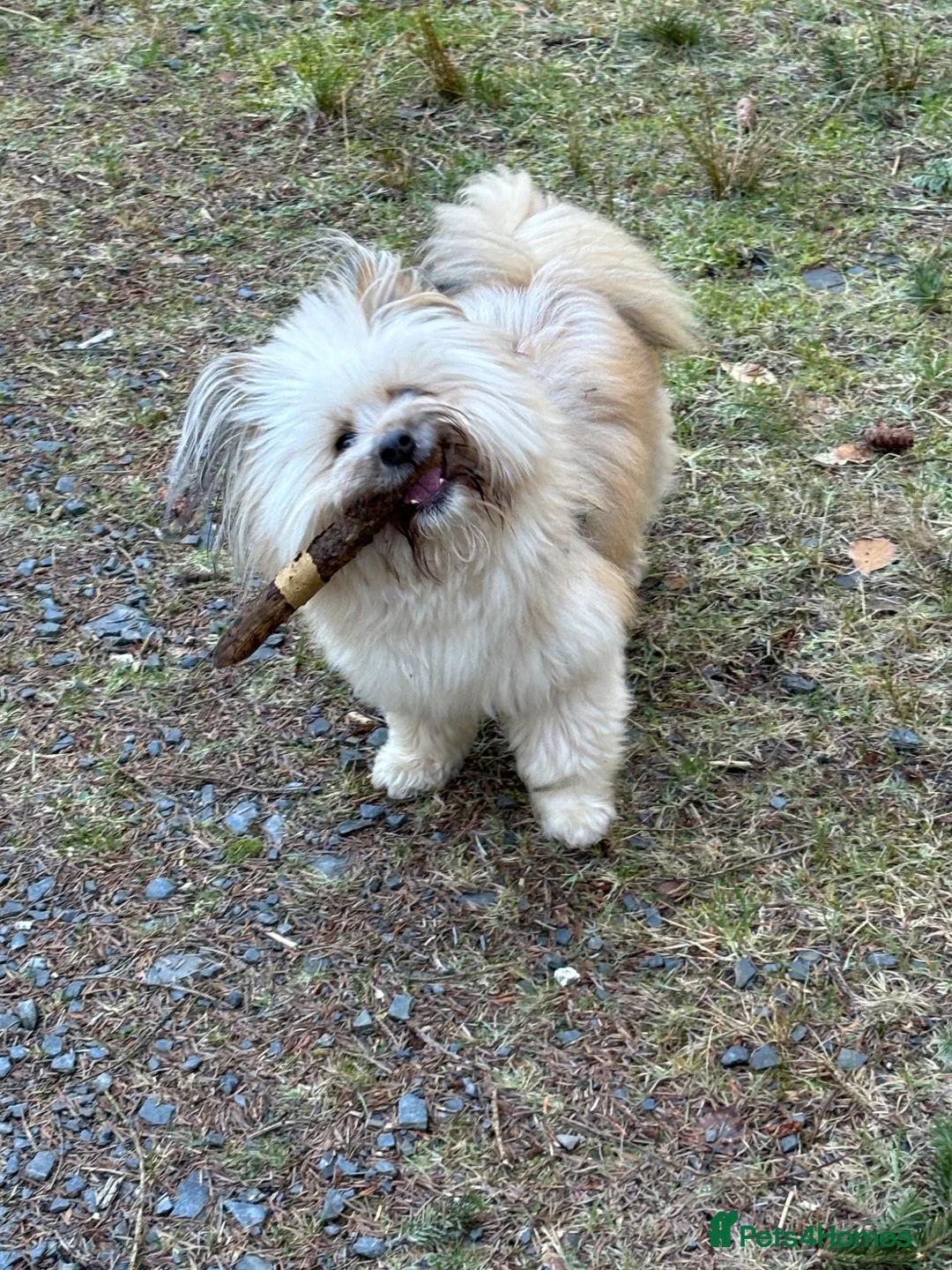 Mixed Breed dogs for sale: Name Pia  - Advert 4