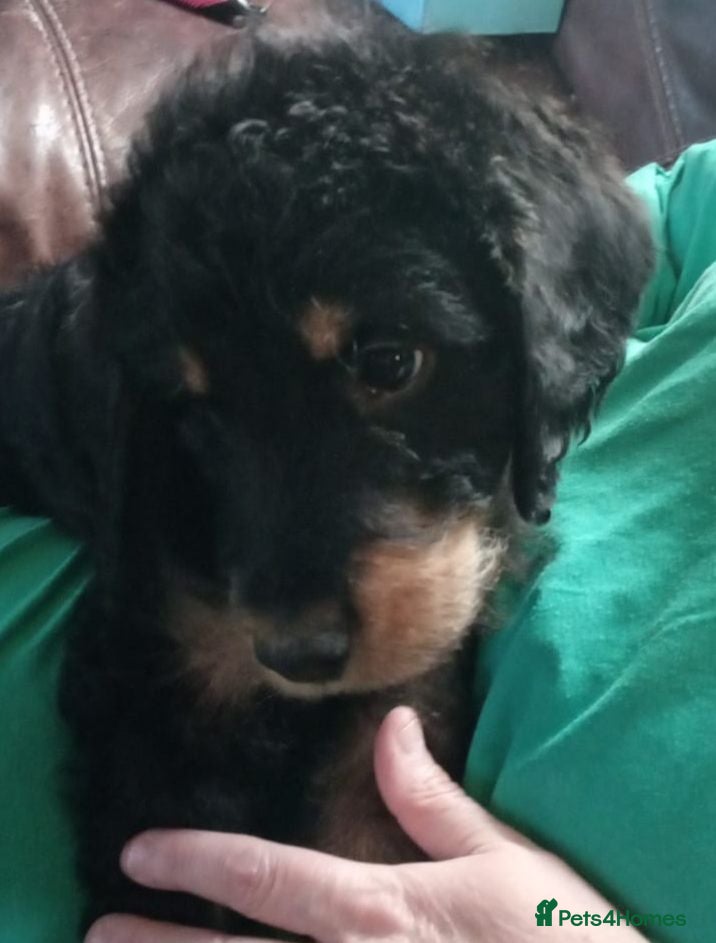 Labradoodle dogs Stunning Labradoodle pups..Last 2 - PRICE REDUCED  - Advert 17