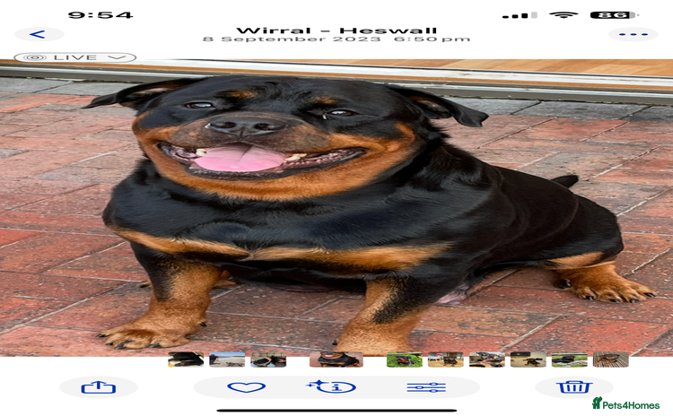 Rottweiler dogs - Advert 1