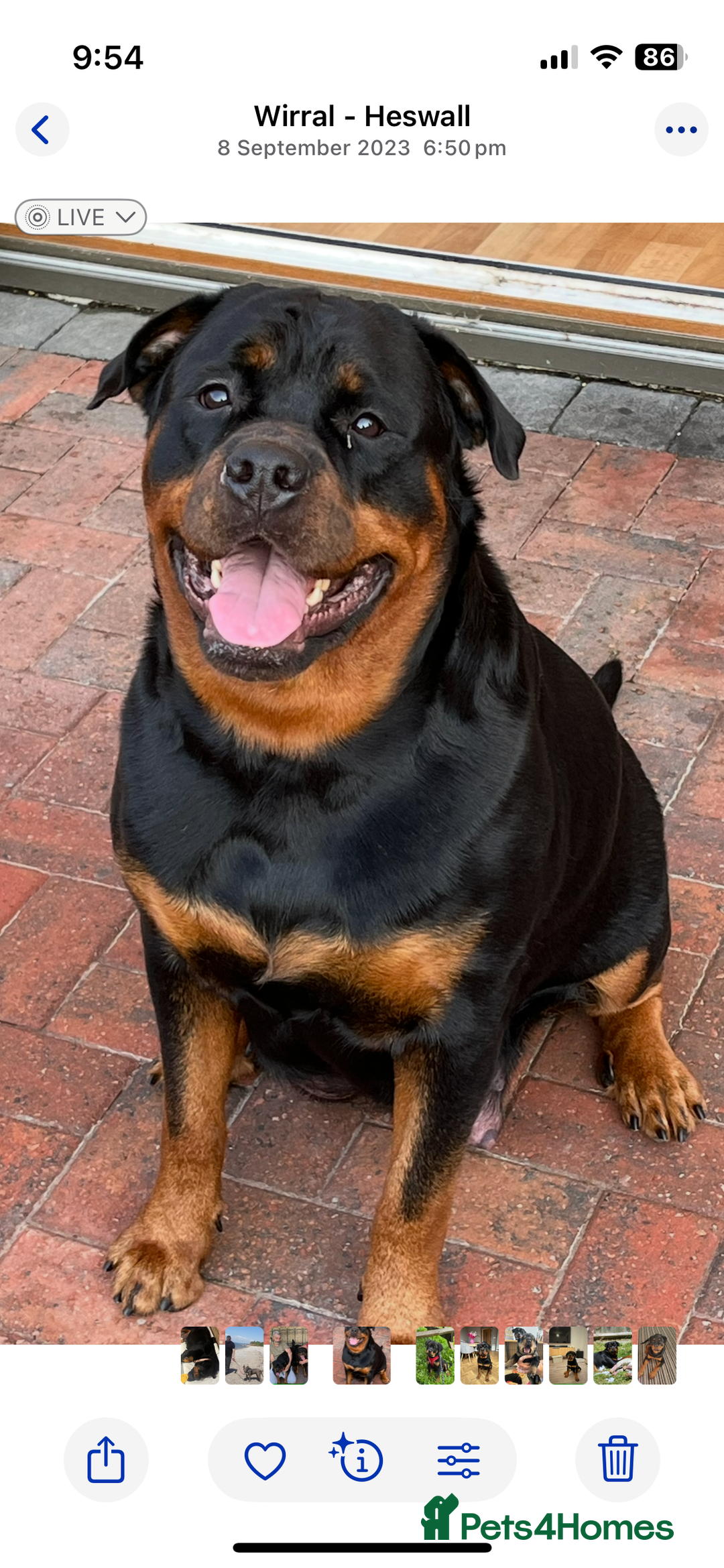Rottweiler dogs for sale: Stunning KC registered Rottweiler pups  - Image 1
