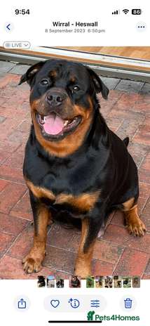 Rottweiler dogs - Advert 11