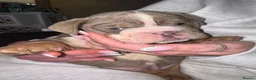 English Bulldog dogs for sale: Peggy 007 granddaughter!  - Advert 11