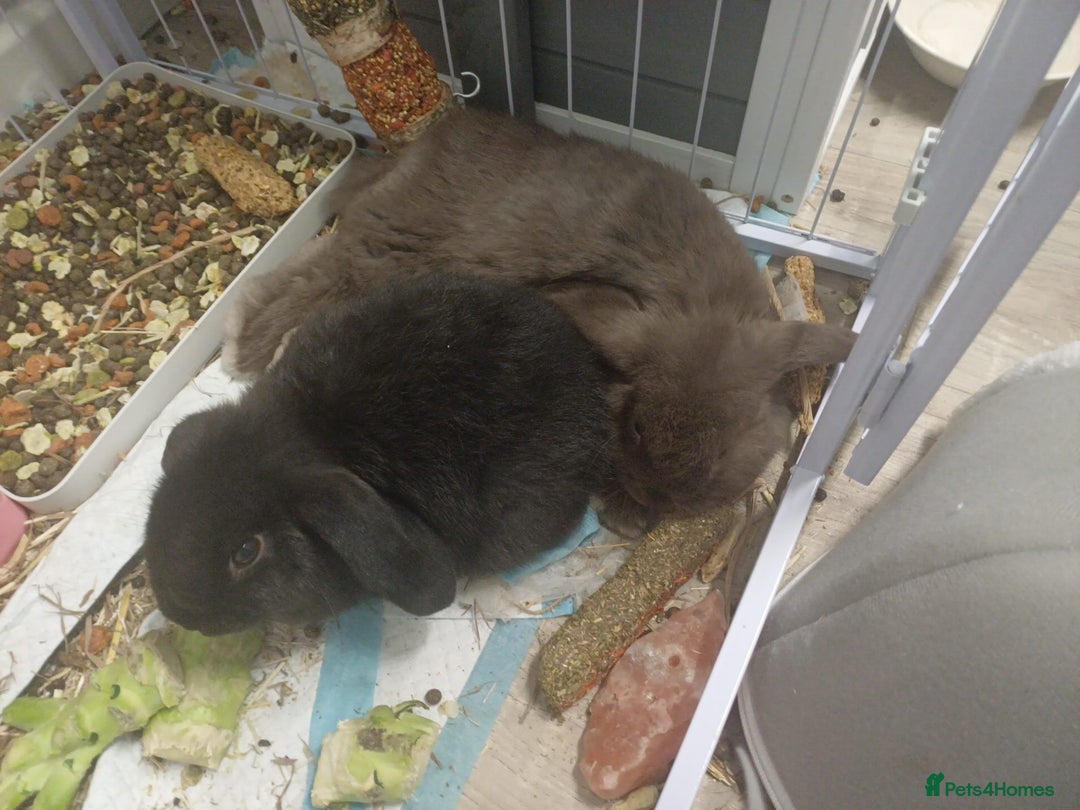 English Lop rabbits for sale: 2 male lop eared rabbits - Advert 2