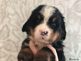 Bernese Mountain Dog dogs Quality Bernese Mountain Dog Puppies - Advert 1