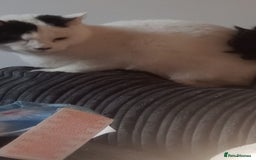Domestic Shorthair cats for sale: Blue eye luna - Image 3
