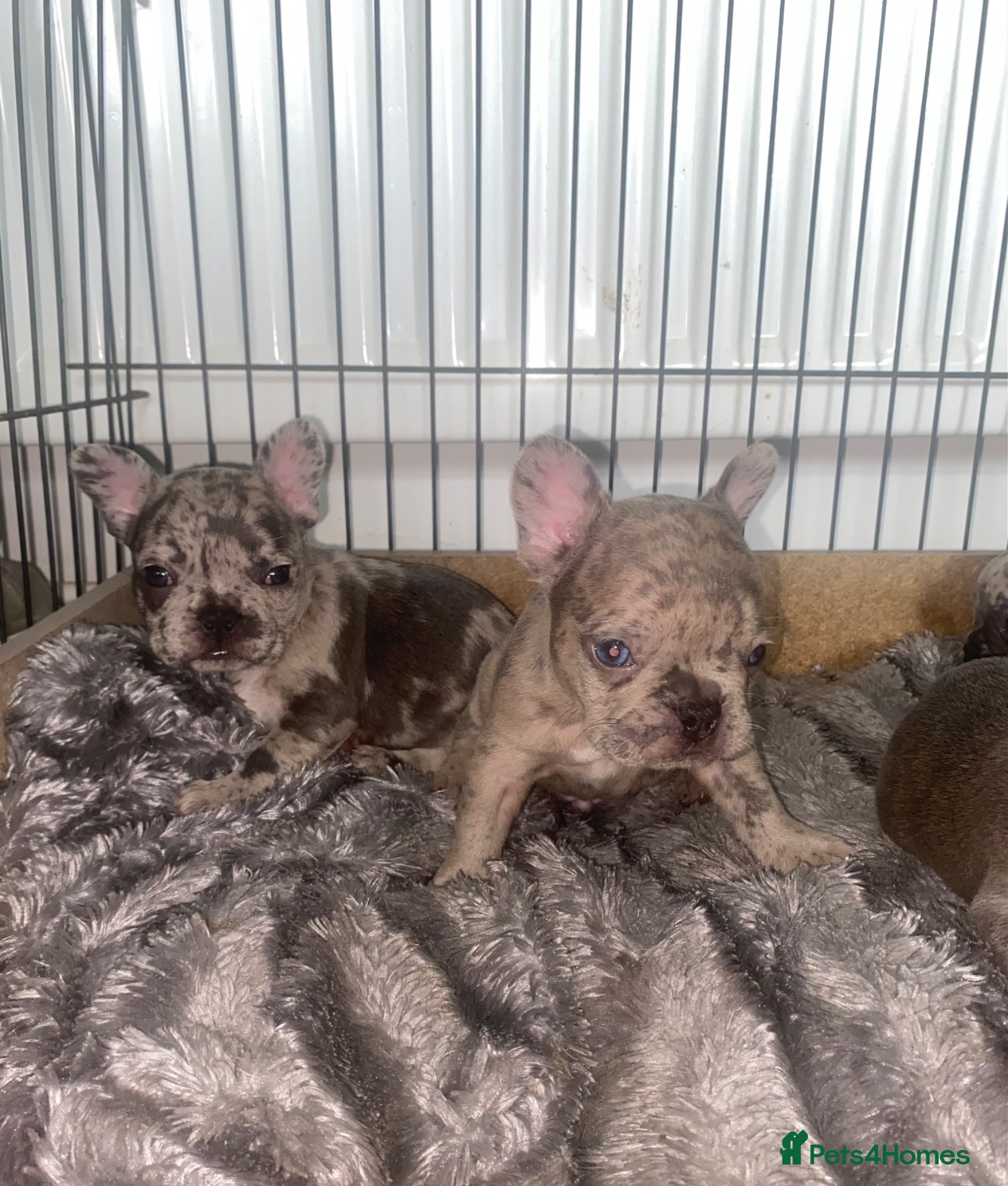 French Bulldog dogs FAWN&BLUE MERLE PUPPIES TOP QUALITY🐾 - Advert 12