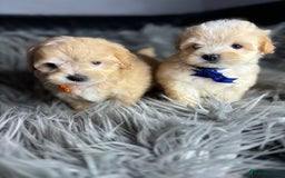 Maltipoo dogs for sale: TINY TOY F1 HEALTH TESTED MALTIPOO PUPS - Image 7