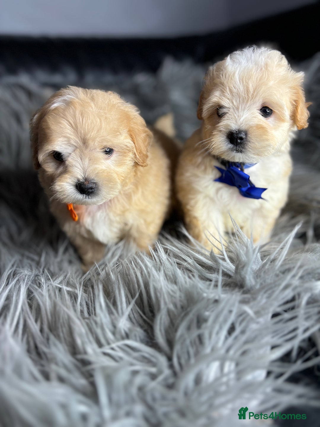 Maltipoo dogs for sale: TINY TOY F1 HEALTH TESTED MALTIPOO PUPS - Image 7