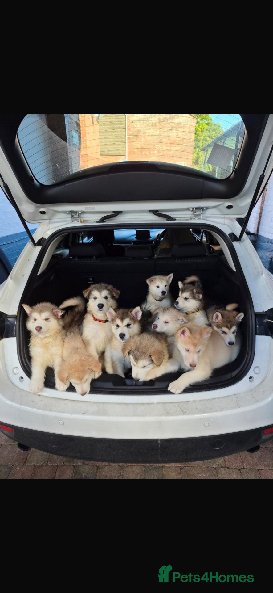 Alaskan Malamute dogs Exceptional pedigree malamute puppies - Advert 2