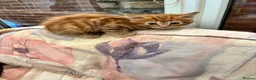Mixed Breed cats for sale: Ginger-Tortie Kittens  - Advert 21