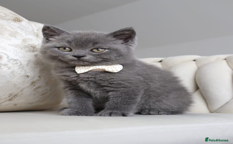 British Shorthair cats - Advert 6