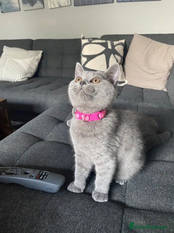 British Shorthair cats - Advert 2