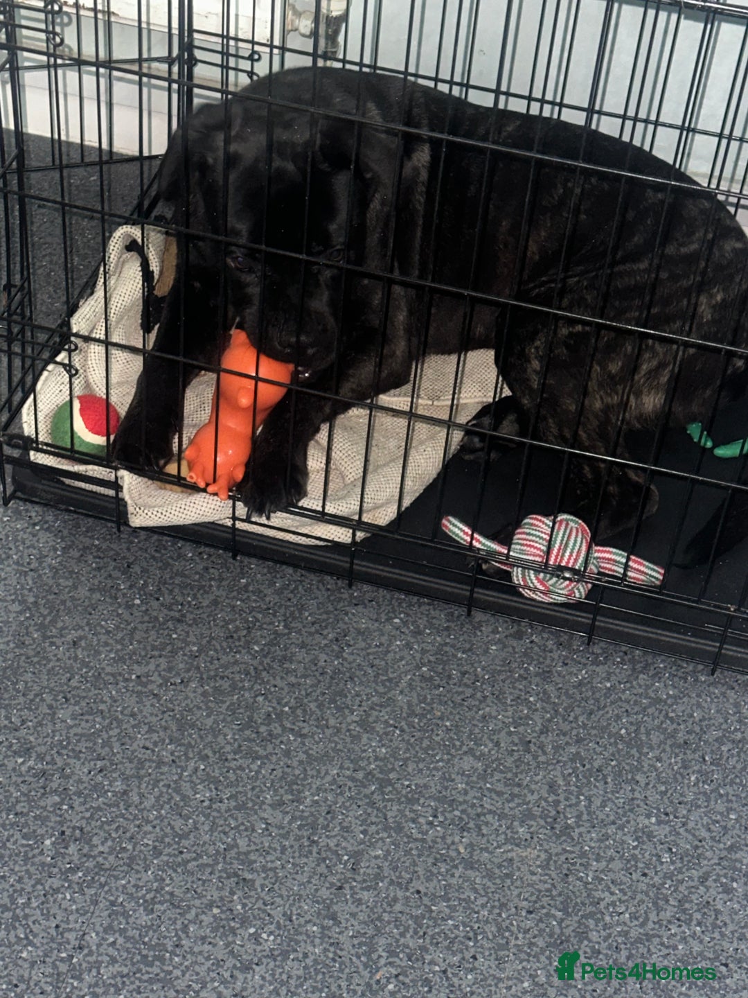 Mixed Breed dogs for sale: Eight month old puppy  - Advert 2