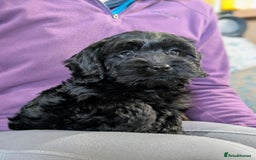 Cockapoo dogs for sale: Ready now! F1 cockapoo pups, health tested parents - Image 10