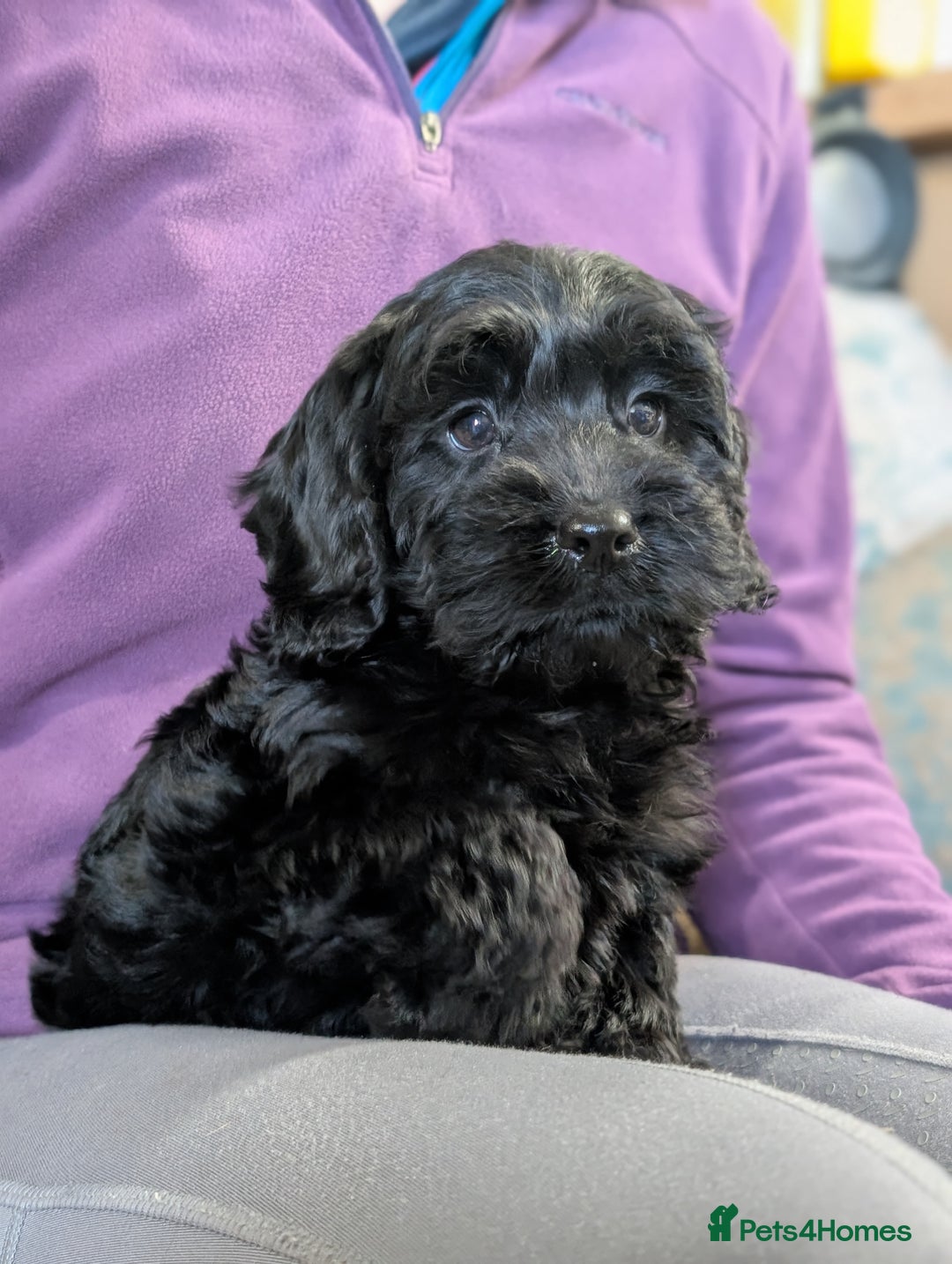 Cockapoo dogs for sale: Ready now! F1 cockapoo pups, health tested parents - Image 10