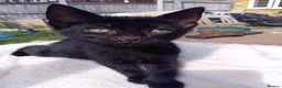 British Shorthair cats for sale: Black domestic Shorthair kittens - Advert 2